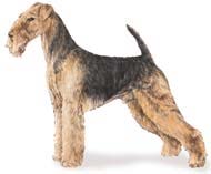 Airelade Terrier