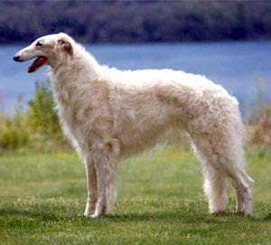 Borzoi