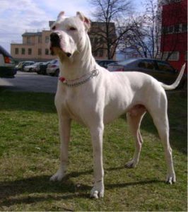 Dogo Argentino