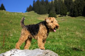 as-racas-de-cachorros-que-soltam-menos-pelo