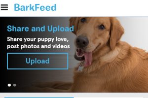 barkfeed-conheca-rede-social-feita-para-caes