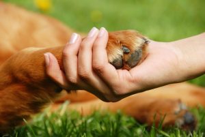 yellow dog paw and human hand shaking, friendship