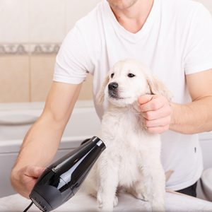 Owner is grooming the fur of retriever puppy after shower